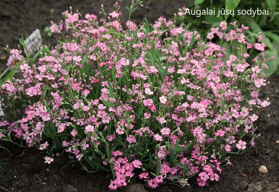 Guboja šliaužiančioji (Gypsophila repens) 'Rosea'